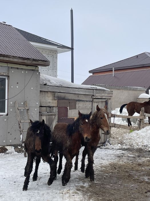 Семіз тай сатылады