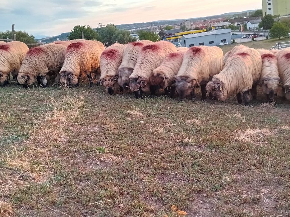 Oi bucali de vânzare