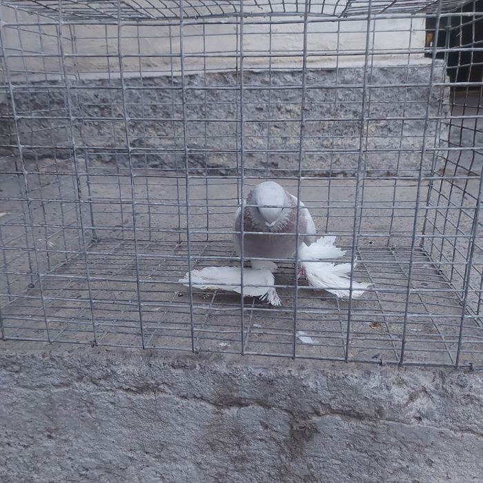 Сирен маладой самец лет игра