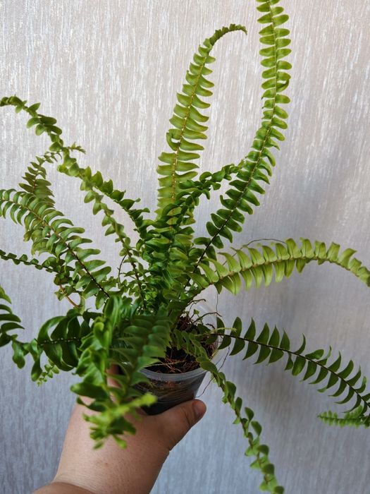 Нефролепис Грин Леди