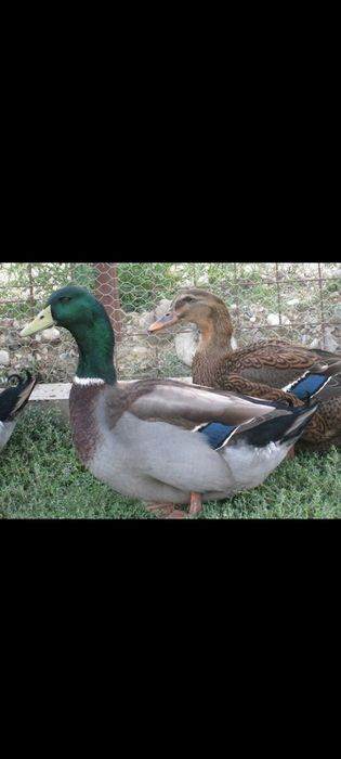 Vând Rațe Rouen Mature !!!