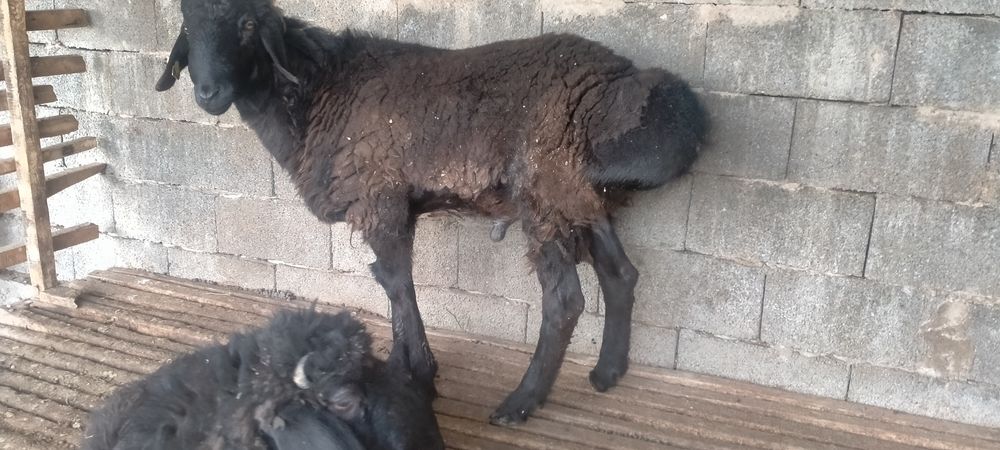 Қошқарлар сатылады