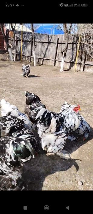 Яйцо Брамы Инкубационные.