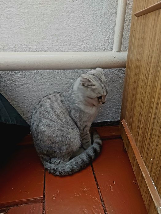 Шотландская вислоухая кот