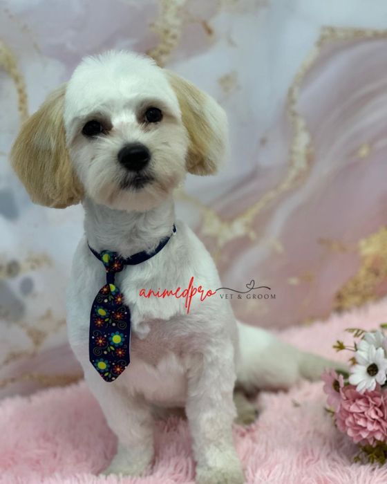 Salon frizerie canină Sector 6 - Grooming