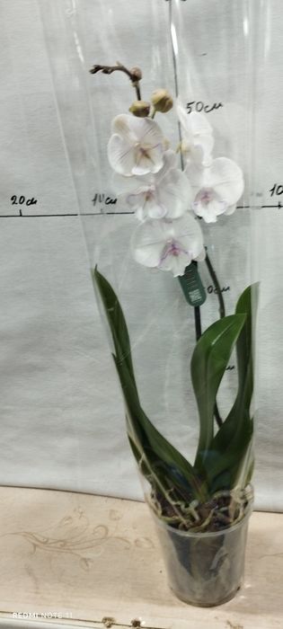 Орхидея   биглип