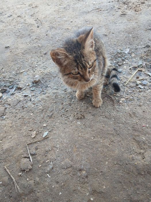 Еркек пышык бар. Бесплатно