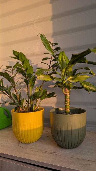 Драцена пестролистая