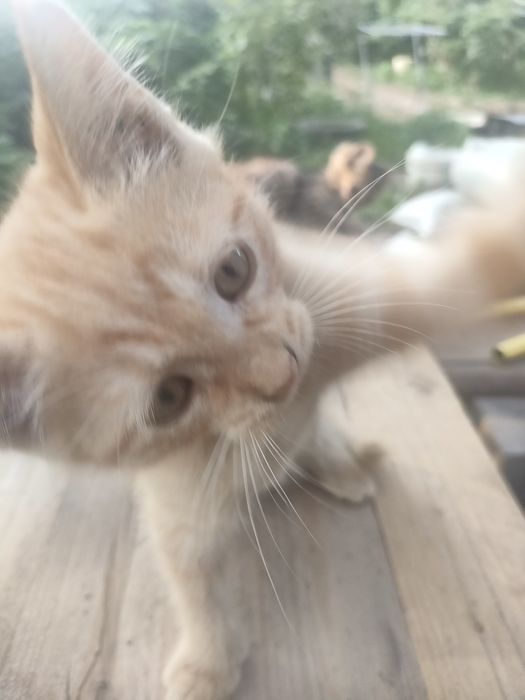 Котята, доставка, бесплатно, в добрые руки
