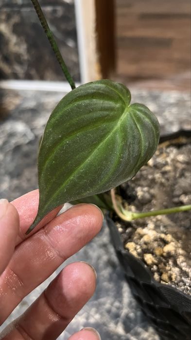 Филодендрон миканс