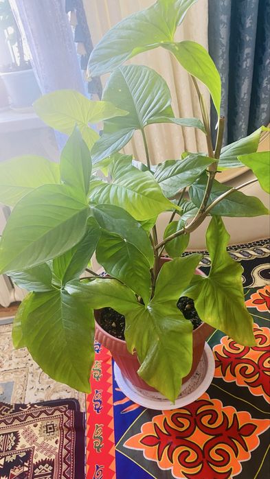 Комнатные цветы и растения