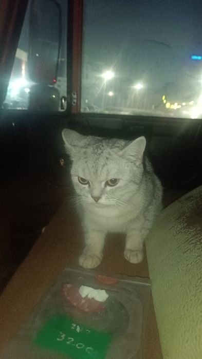 Кот британский домашний