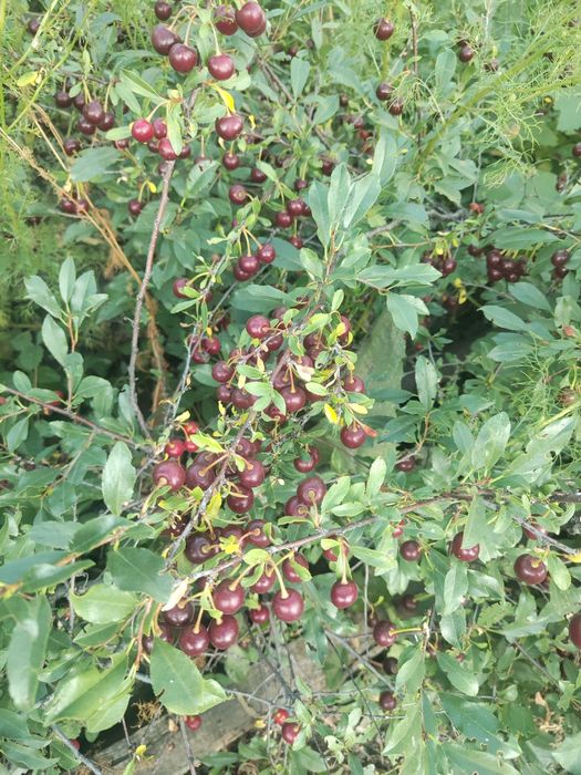 Продам дом в Гагаринское