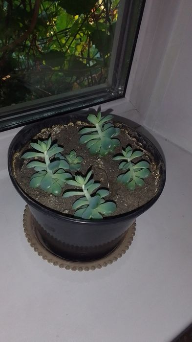 Продаю Каменная роза