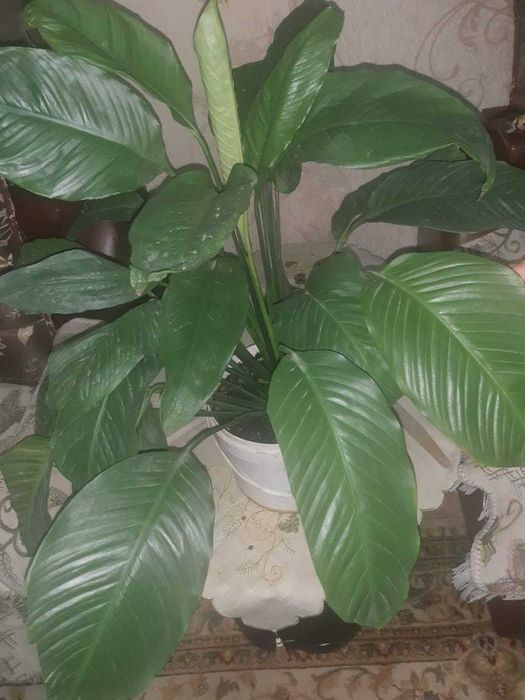 Продается цветы 10000 тенге