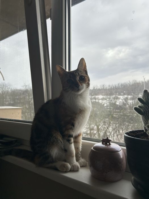 Подарявам коте.