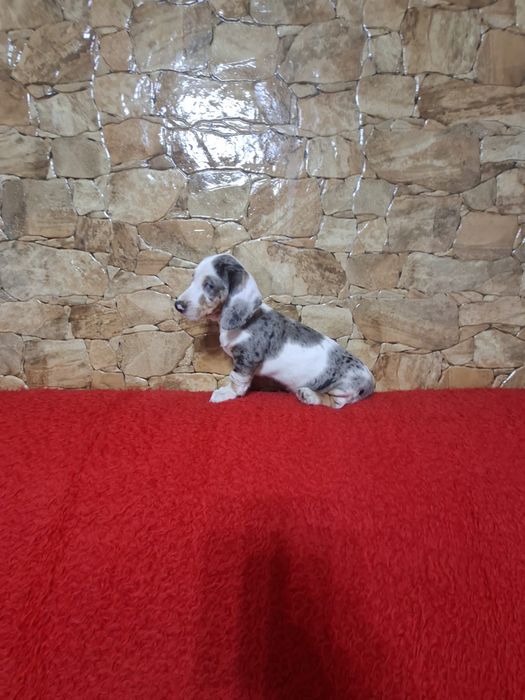 Pui Teckel Arlechin