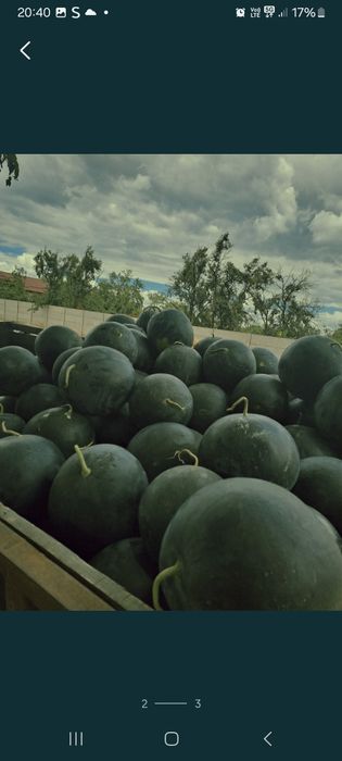 Vând lubenita de calitate