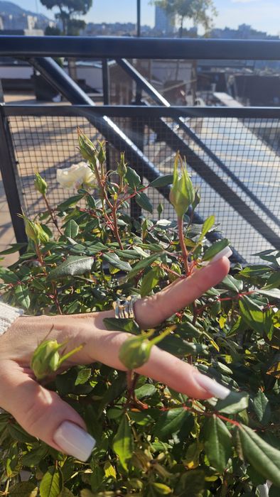 Бяла роза със саксия