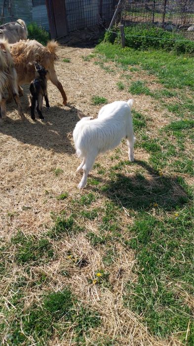 Vand 5 capre 1 tap si 8 iezi