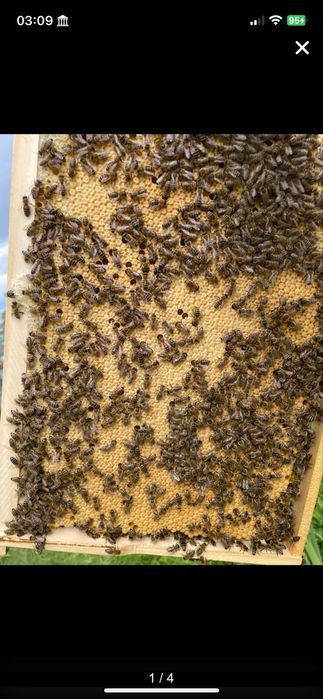 Roi de albine și familii de albine