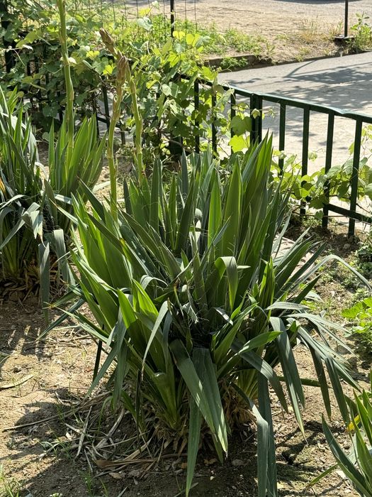 Юкка садовая ( декоративная)