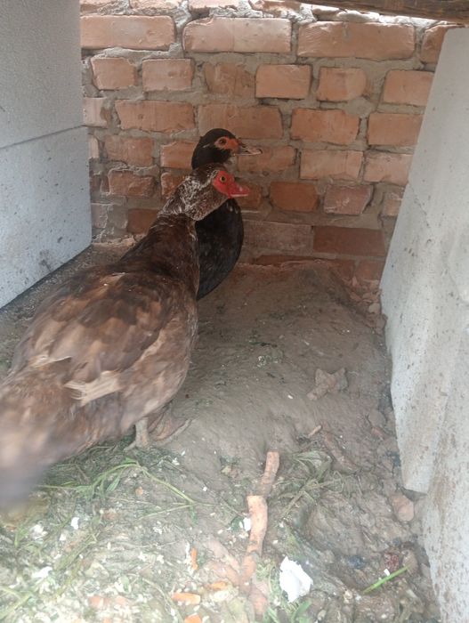 Индоутка селезный, молодые яйцо несут.