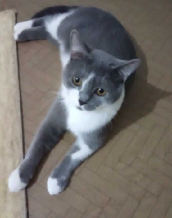 Ласковый котик ищет дом