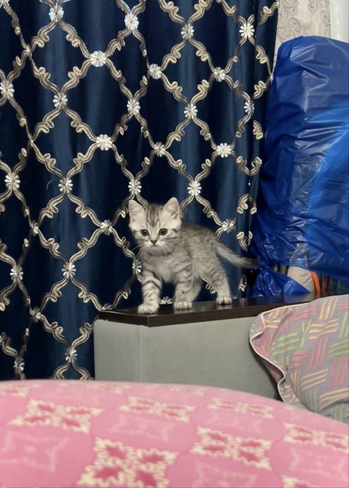 Продам девочку  котенка