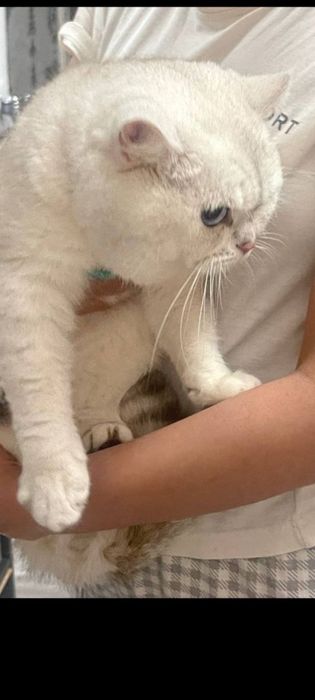 Продаются котята скотиш фолд и серебристая шиншилла