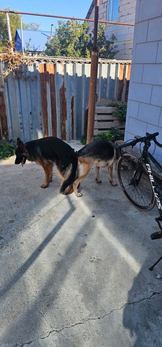 Вязка немецкой овчарки