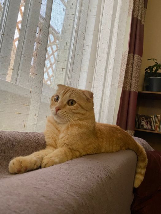 Кошка,вислоухая,2 года
