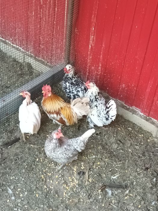 Gainuse și cocoșei de vânzare