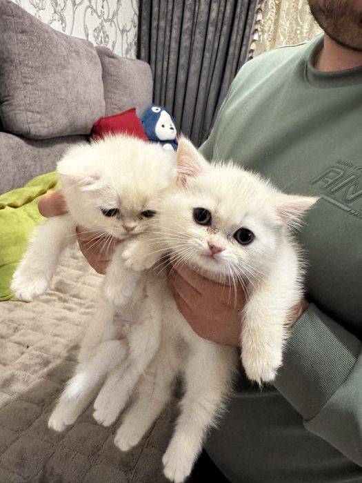 Shinshila serebristiy svetliy