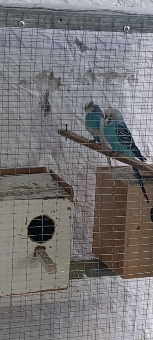 Вальнисти попугай