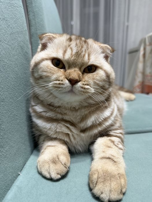 Продам котенка (девочка)