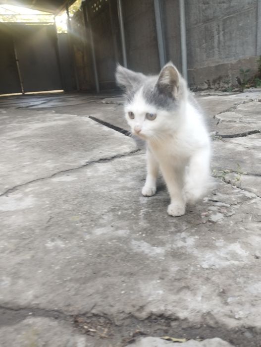 Котята в хорошие руки