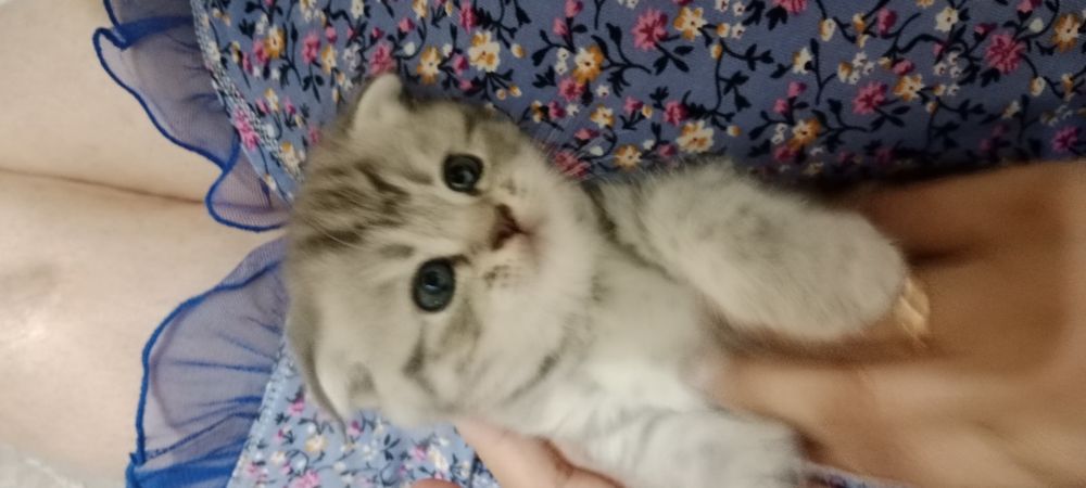 Котята шотландцы скотиш страйт