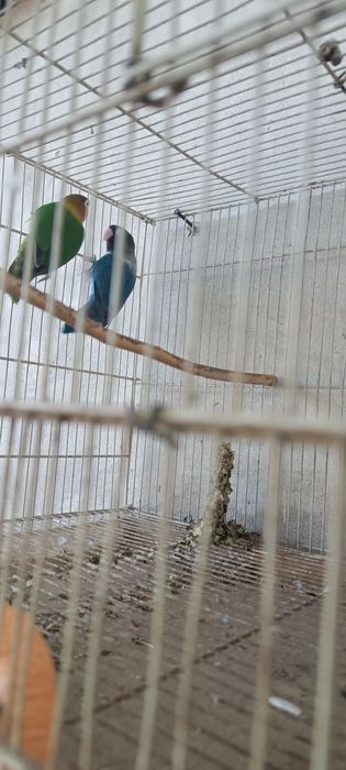 Продаются неразлучник