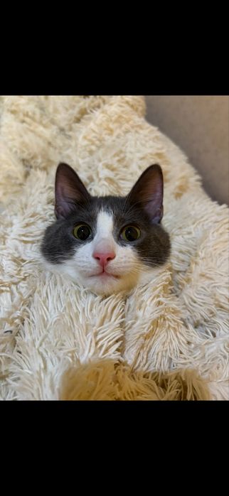 Отдам кота в добрые руки!