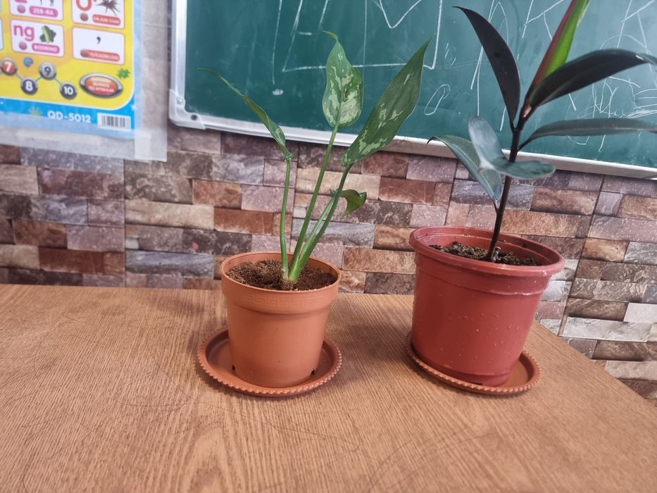 QORA SHAXZODA AGLONEMA xona gullari ФИКУС Чёрный Принц Комнатных цвето