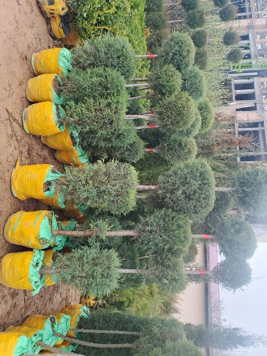 Galboyil kpariski archalar bor xar xildagi archalar ham bor