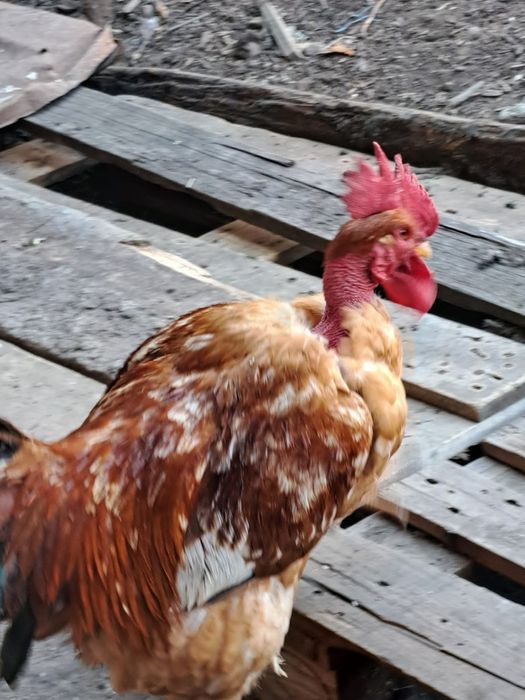 Cocosi crescuti la tara