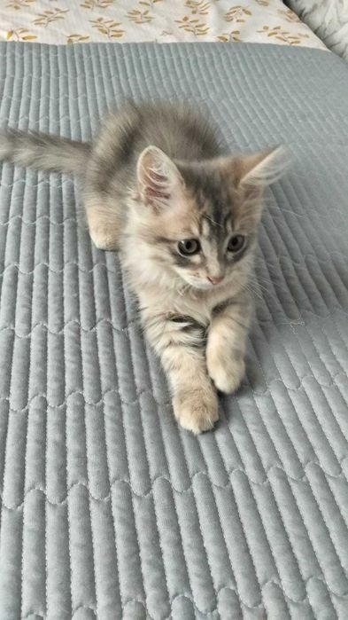 Отдам котят в добрые руки!