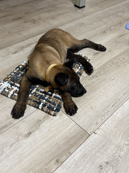 Белгийска овчарка Малиноа