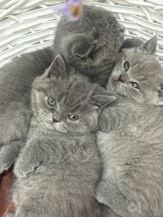 Продаются котята кушают,туалет ходять.Мишки ждут своих хозяевов