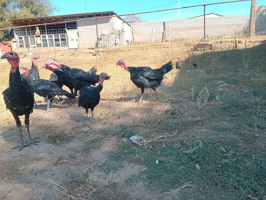 Продам продам продам