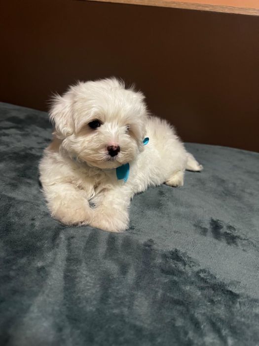Bichon maltez mini toy baietel