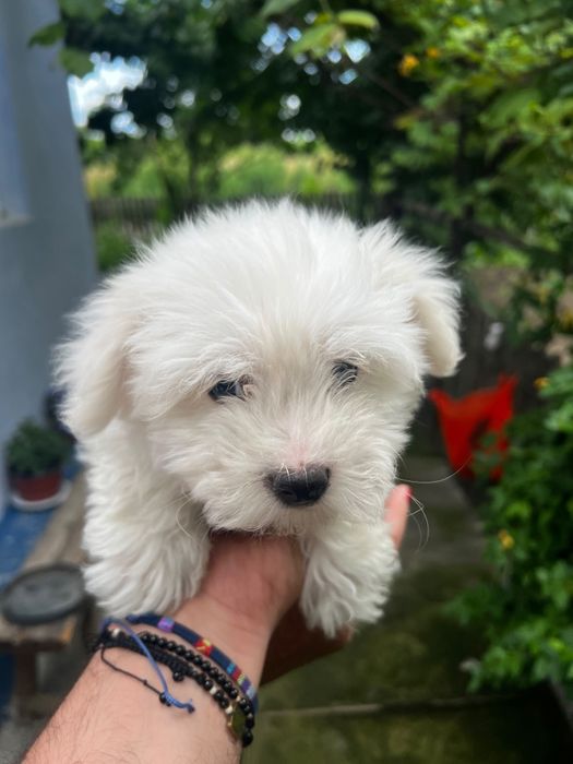 Vând căței bichon