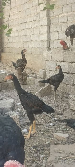 Дакан жужалар сотилади
